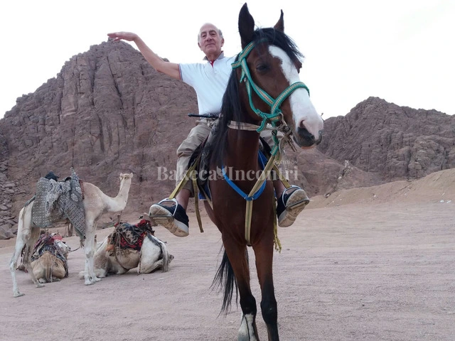 3515348023 - Ingegnere sportivo virile ospita bella 50enne calda distinta e sensuale